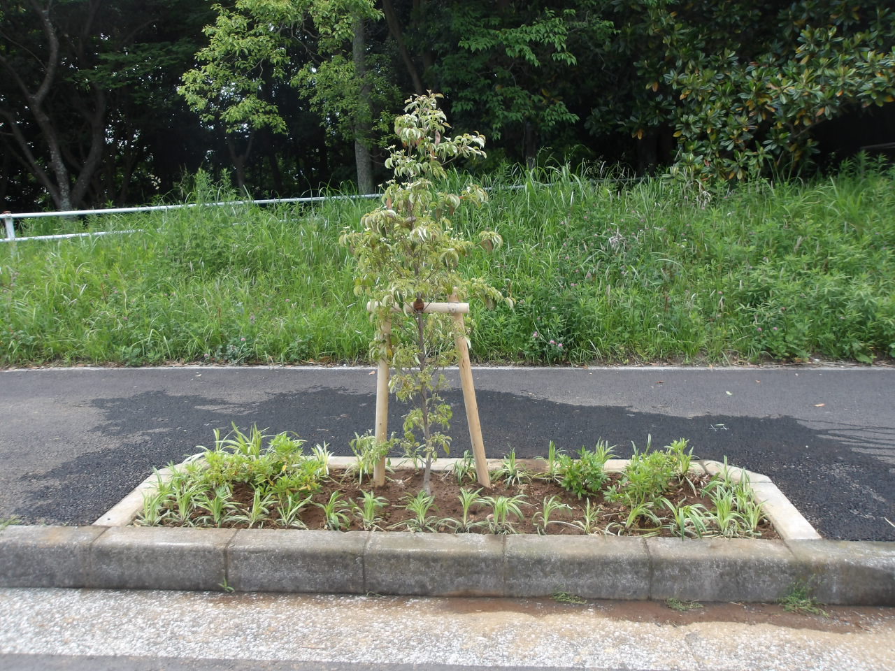 中央分離帯植栽工事