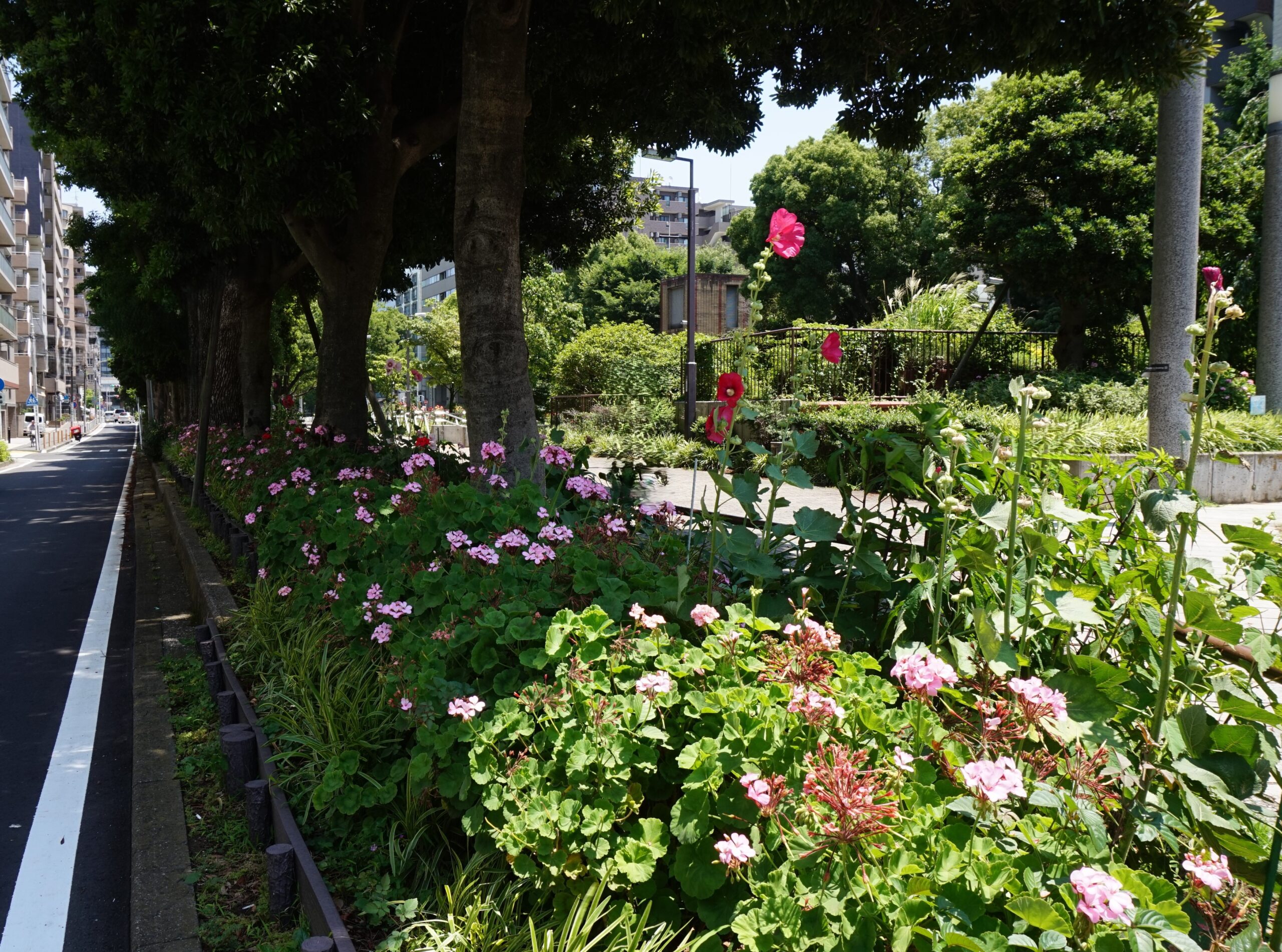 道路植栽工事(街路樹)の施工写真